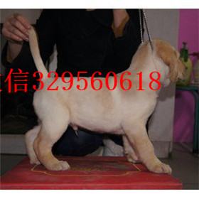 抚顺出售拉布拉多幼犬精品拉布拉多出售黄色拉布拉多拉布拉多价格