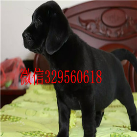 阳江哪里能买到拉布拉多犬包纯种健康白色拉布拉多拉布拉多价格
