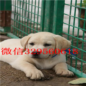 白城出售拉布拉多幼犬双血统拉布拉多拉布拉多导盲犬拉布拉多价格