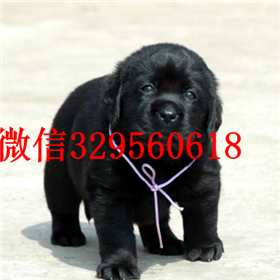 晋中哪里有卖拉布拉多犬双血统拉布拉多拉布拉多导盲犬拉布拉多狗场