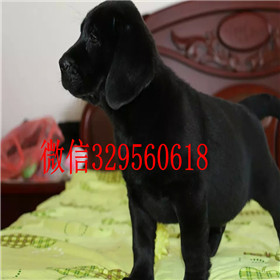 阳江哪里能买到拉布拉多犬包纯种健康白色拉布拉多拉布拉多价格