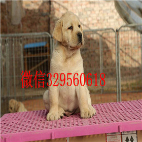 长宁哪里有卖拉布拉多犬精品拉布拉多出售奶白