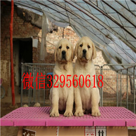四平哪里有卖拉布拉多犬包纯种健康白色拉布拉多拉布拉多犬舍