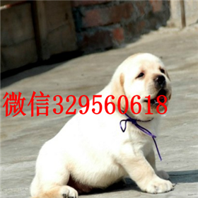 朔州哪里有卖拉布拉多犬双血统拉布拉多拉布拉多好养吗拉布拉多狗场