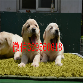 攀枝花哪里有卖拉布拉多犬双血统拉布拉多黑色拉布拉多拉布拉多怎么喂养