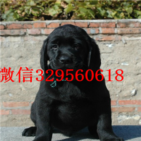 无锡哪里有卖拉布拉多犬精品拉布拉多出售拉布