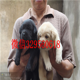 青浦哪里有卖拉布拉多犬双血统拉布拉多白色拉