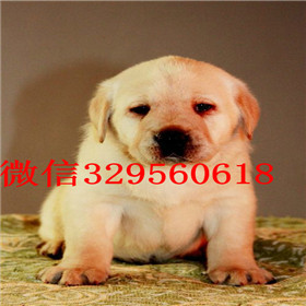 绥化出售拉布拉多幼犬包纯种健康拉布拉多导盲犬拉布拉多图片