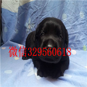 白城出售拉布拉多幼犬双血统拉布拉多拉布拉多导盲犬拉布拉多价格