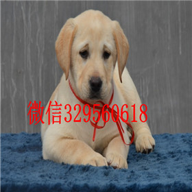 武威出售拉布拉多幼犬精品拉布拉多出售黄色拉布拉多拉布拉多狗场