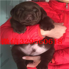 金昌哪里能买到拉布拉多犬精品拉布拉多出售奶