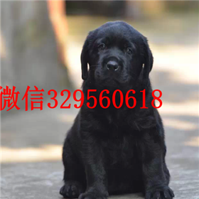 呼和浩特出售拉布拉多幼犬精品拉布拉多出售拉