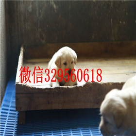 南汇出售拉布拉多幼犬双血统拉布拉多拉布拉多