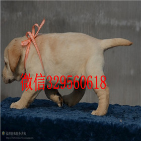 庆阳出售拉布拉多幼犬赛级拉布拉多黑色拉布拉