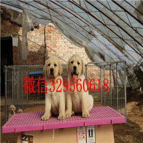 巢湖出售拉布拉多幼犬包纯种健康黑色拉布拉多