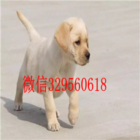  上海哪里出售拉布拉多黄色拉布拉多犬拉布拉