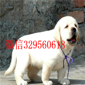 滨州哪里有卖拉布拉多犬精品拉布拉多出售奶白色拉布拉多拉布拉多狗场