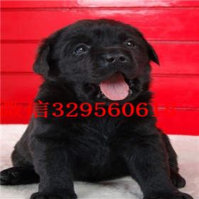 奉贤哪里能买到拉布拉多犬精品拉布拉多出售奶白色拉布拉多拉布拉多怎么喂养