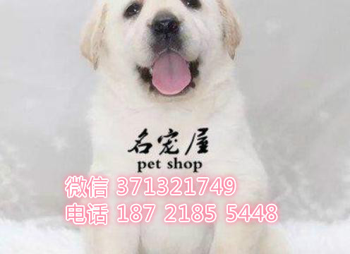 拉布拉多犬出售杭州本地出售导盲犬 杭州犬舍
