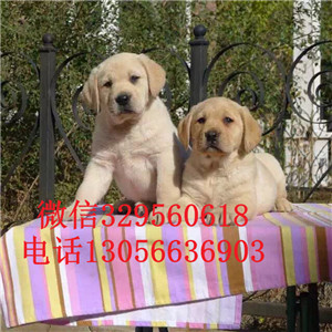  抚顺哪里有双血统拉布拉多犬黑色拉布拉多拉布拉多掉毛吗拉布拉多犬舍狗场