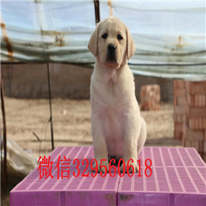  攀枝花哪里有双血统拉布拉多犬白色拉布拉多