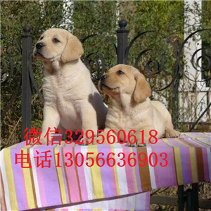  抚顺哪里有双血统拉布拉多犬黑色拉布拉多拉