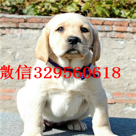  青岛哪里卖纯种拉布拉多幼犬白色拉布拉多拉布拉多多少钱拉布拉多犬寻回犬