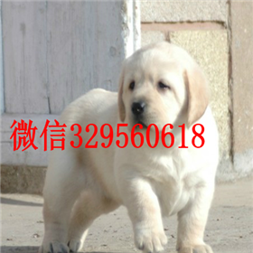  焦作哪里有纯种拉布拉多卖拉布拉多多少钱一