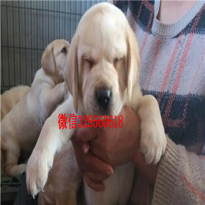 晋中哪里有双血统拉布拉多犬拉布拉多多少钱一