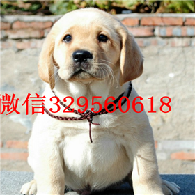 青岛哪里卖纯种拉布拉多幼犬白色拉布拉多拉布拉多多少钱拉布拉多犬寻回犬