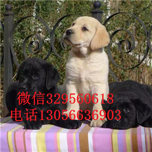  抚顺哪里有双血统拉布拉多犬黑色拉布拉多拉布拉多掉毛吗拉布拉多犬舍狗场