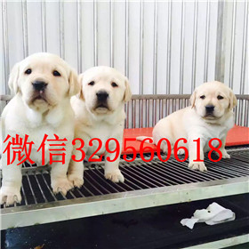  ?？谀睦锍鍪劾祭嗷粕祭嗳ㄒ捣? width=80px height=80px /></div><div   id=