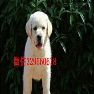  西安哪里有双血统拉布拉多犬拉布拉多多少钱