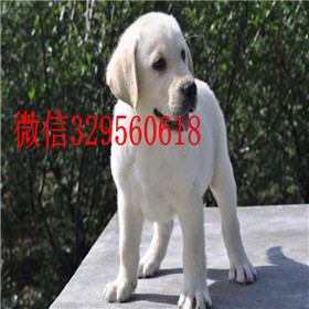  鸡西哪里有纯种拉布拉多卖黄色拉布拉多犬大
