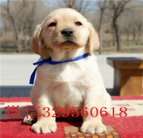  东营哪里有双血统拉布拉多犬出售纯种拉布拉