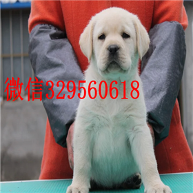  江门哪里出售拉布拉多拉布拉多多少钱一只大