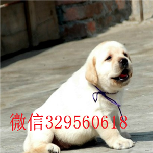 ?？谀睦镉新舸恐纸】档睦祭嗳?   拉布拉多价格多少钱  拉布拉多好养吗  海口适合养拉布拉多吗