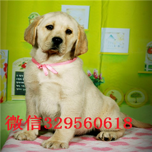  无锡出售纯种拉布拉多幼犬 精品拉布拉多幼犬出售
