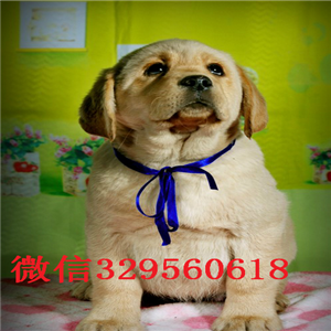  无锡出售纯种拉布拉多幼犬 精品拉布拉多幼犬