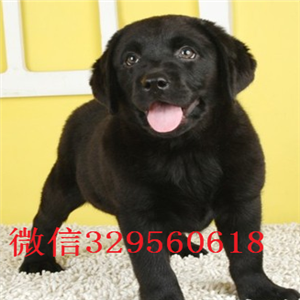  无锡出售纯种拉布拉多幼犬 精品拉布拉多幼犬出售