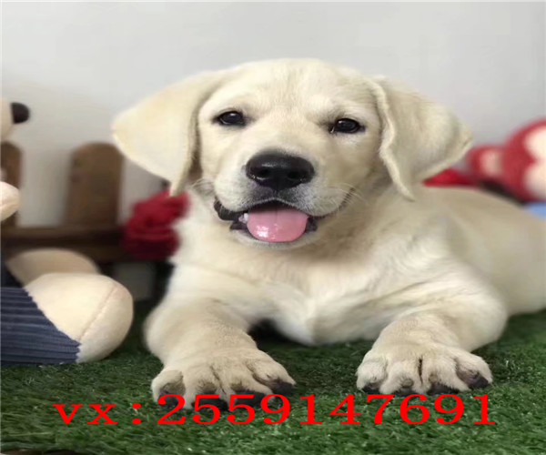 株洲哪里卖健康的拉不拉多犬 株洲黄色拉布拉多价格 黑色拉布拉多怎么卖