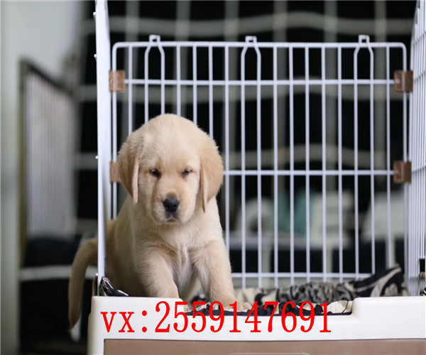 株洲哪里卖健康的拉不拉多犬 株洲黄色拉布拉多价格 黑色拉布拉多怎么卖