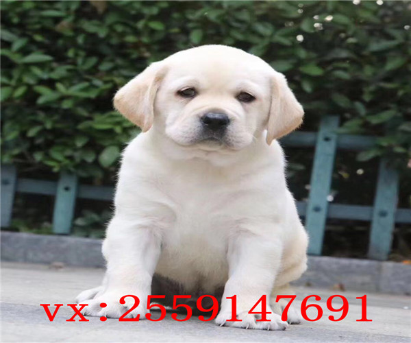 株洲哪里卖健康的拉不拉多犬 株洲黄色拉布拉多价格 黑色拉布拉多怎么卖