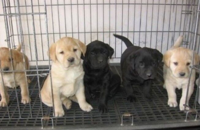 广南卖拉布拉多广南哪里买纯种拉布拉多