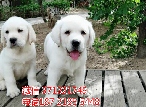 天津狗场 拉布拉多犬出售纯种幼犬 包健康 包
