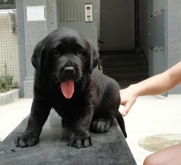 西安犬舍出售纯种拉布拉多犬狗仔宠物狗狗领养