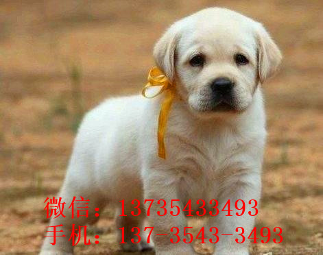清远犬舍出售宠物狗狗纯种拉布拉多幼犬领养