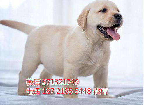 拉不拉多犬出售纯种幼犬，纯种健康导盲犬狗狗