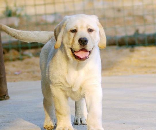西安宠物狗狗犬舍出售纯种拉布拉多导盲犬幼犬
