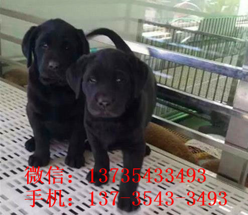 沈阳宠物狗犬舍出售拉布拉多犬买狗卖狗在哪有狗市场